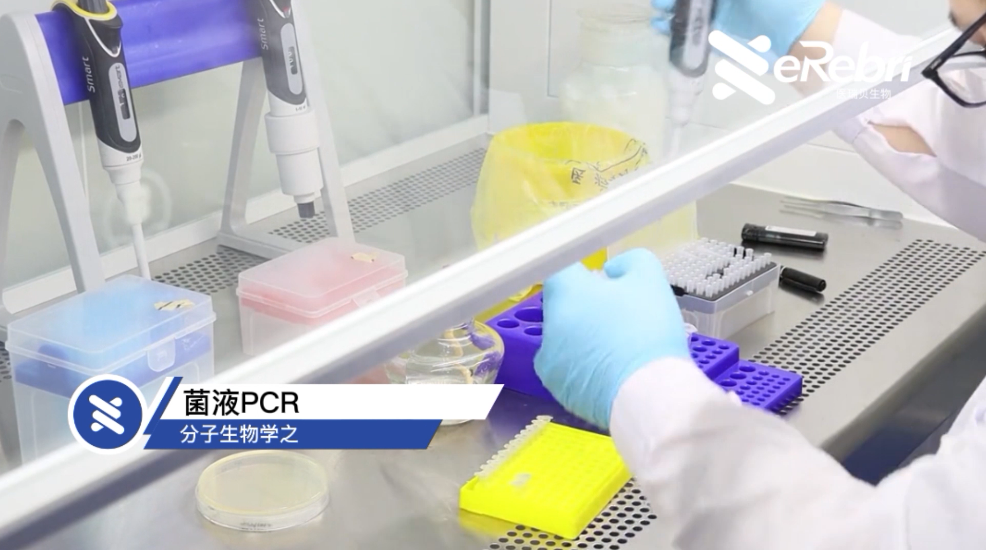 分子实验-菌液PCR